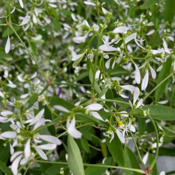 Euphorbia Glitz - 4 1/3" pot