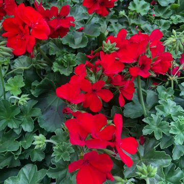 Geranium Caliente® Deep Red - 4 1/3" pot
