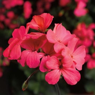 Geranium Caliente® Coral Salmon- 4 1/3" pot