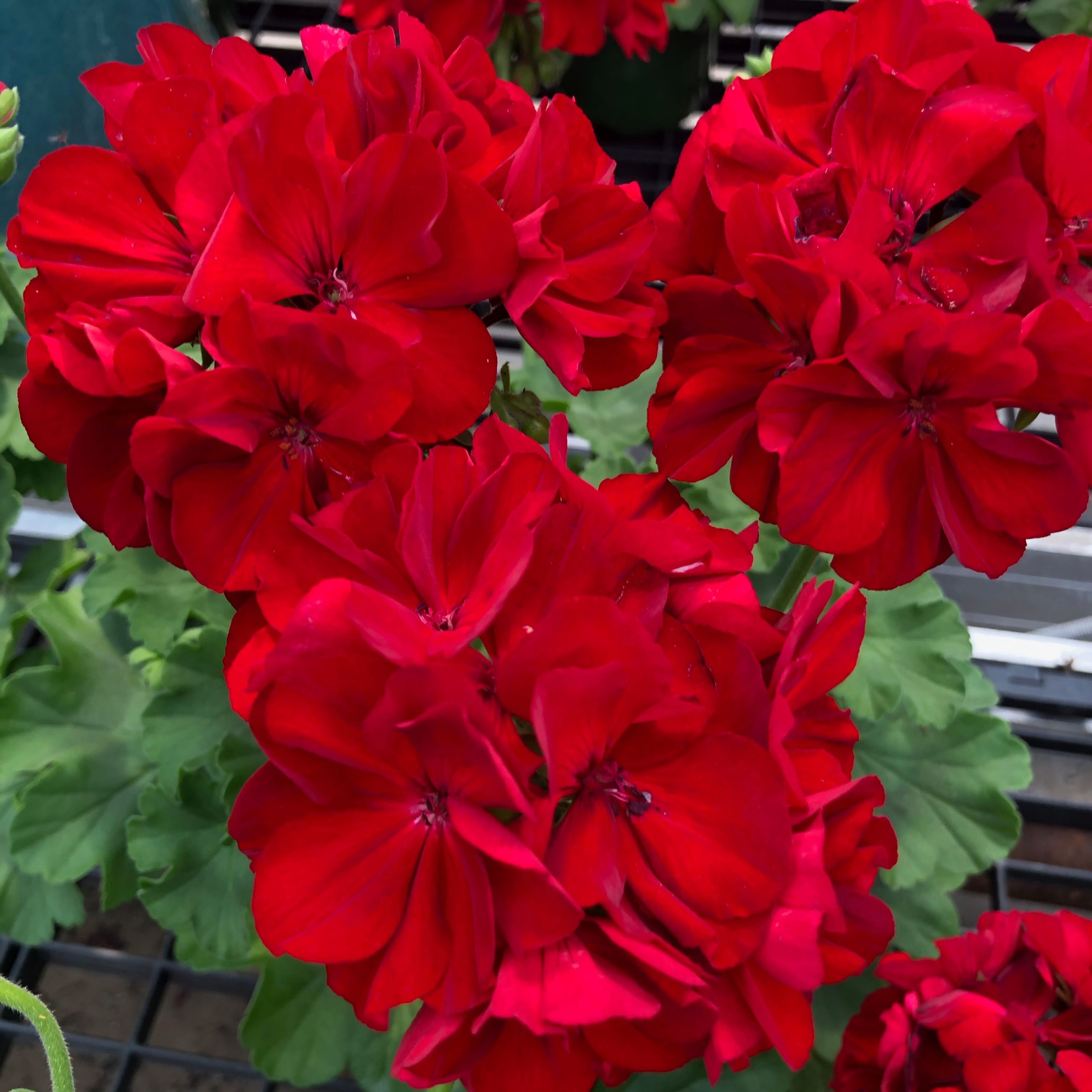 product-66016-1759483290-GRICPL102-43WP