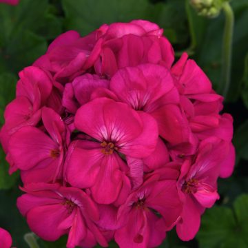 Geranium Galaxy™ Purple - 4 1/3" pot