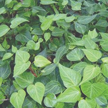 Hedera Ivy 'Teardrop' - 4 1/3" pot