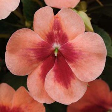 Impatiens Patchwork™ Peach Prism - 4 1/3" pot