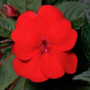Impatiens SunPatiens® Compact Deep Red- 4 1/3" pot