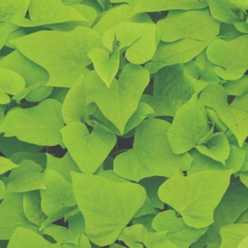 Ipomoea Dwarf Marguerite, Sweet Potato Vine 4 1/3"
