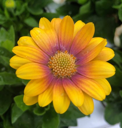 product-66069-1759497478-OSTBLS740-43WP