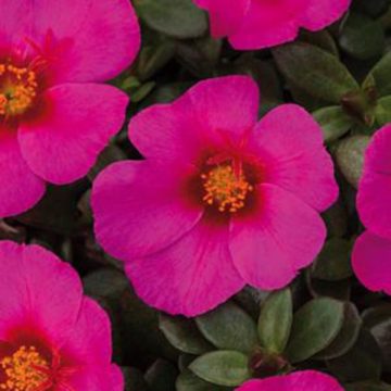 Portulaca SeaGlass Plumberry - 4 1/3" pot
