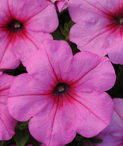 product-66080-1759499408-PTSEAS305-43WP