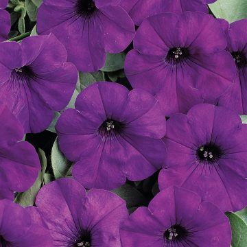 Petunia Easy Wave® Blue - 4 1/3" pot
