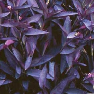 Setcreasea Purple - 4 1/3" pot