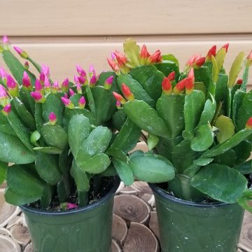 Rhapsalidopsis, Assorted Colors- 4"