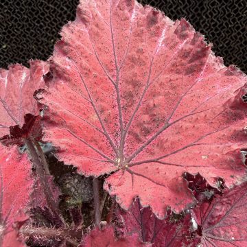 Begonia Jurassic™ Red Splash- 6"