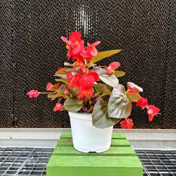 Begonia Bronze Leaf BIG® Red- 6"
