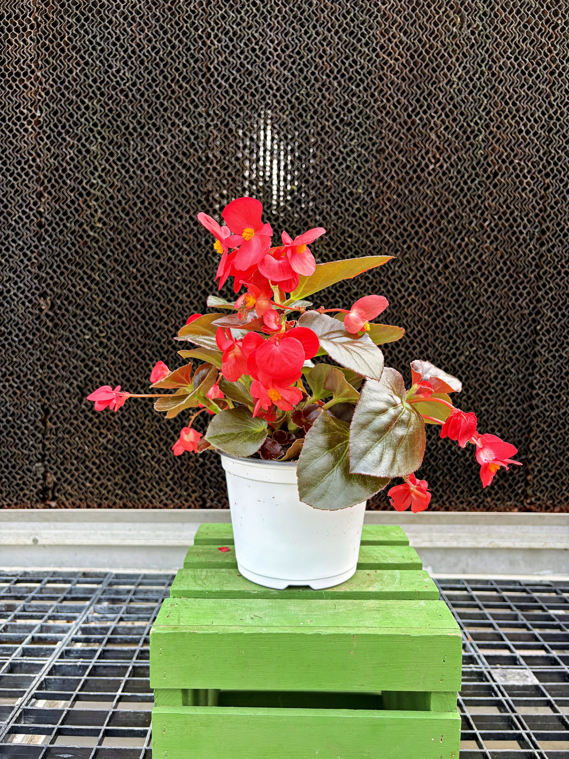 Begonia Bronze Leaf BIG® Red- 6"