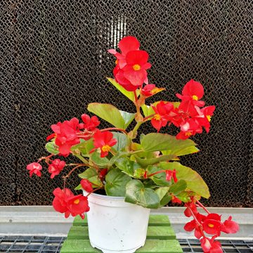 Begonia Green Leaf BIG® Red- 6" pot