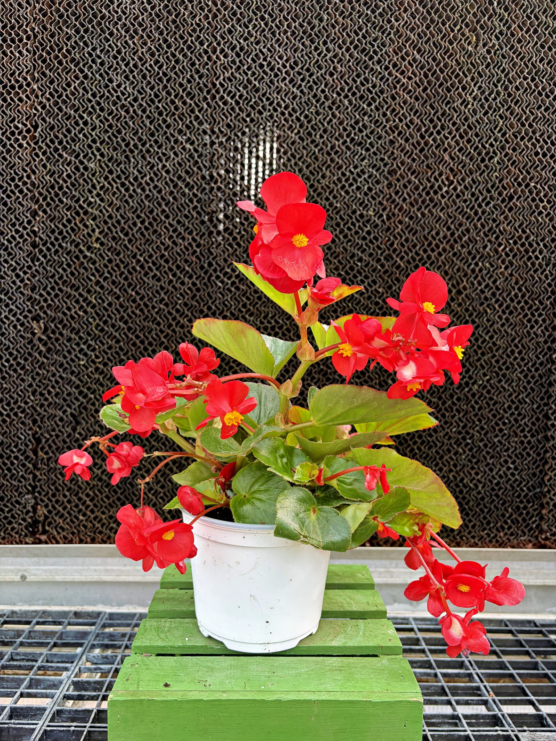 Begonia Green Leaf BIG® Red- 6" pot