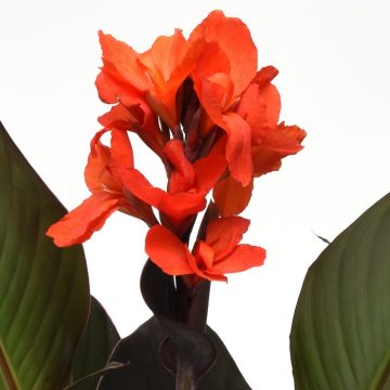Canna Cannova® Bronze Orange - 6" pot