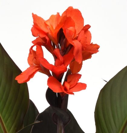 product-66109-1759478742-CANCAN201-6WP