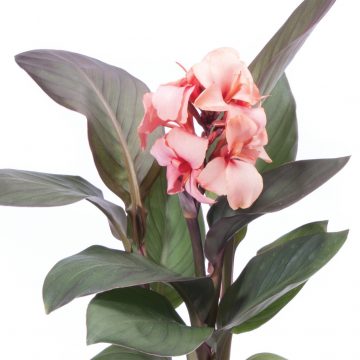Canna Cannova® Casa Bronze Peach - 6" pot