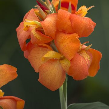 Canna Cannova® Orange Shades -6" pot