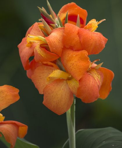 product-66111-1759479008-CANCAN220-6WP