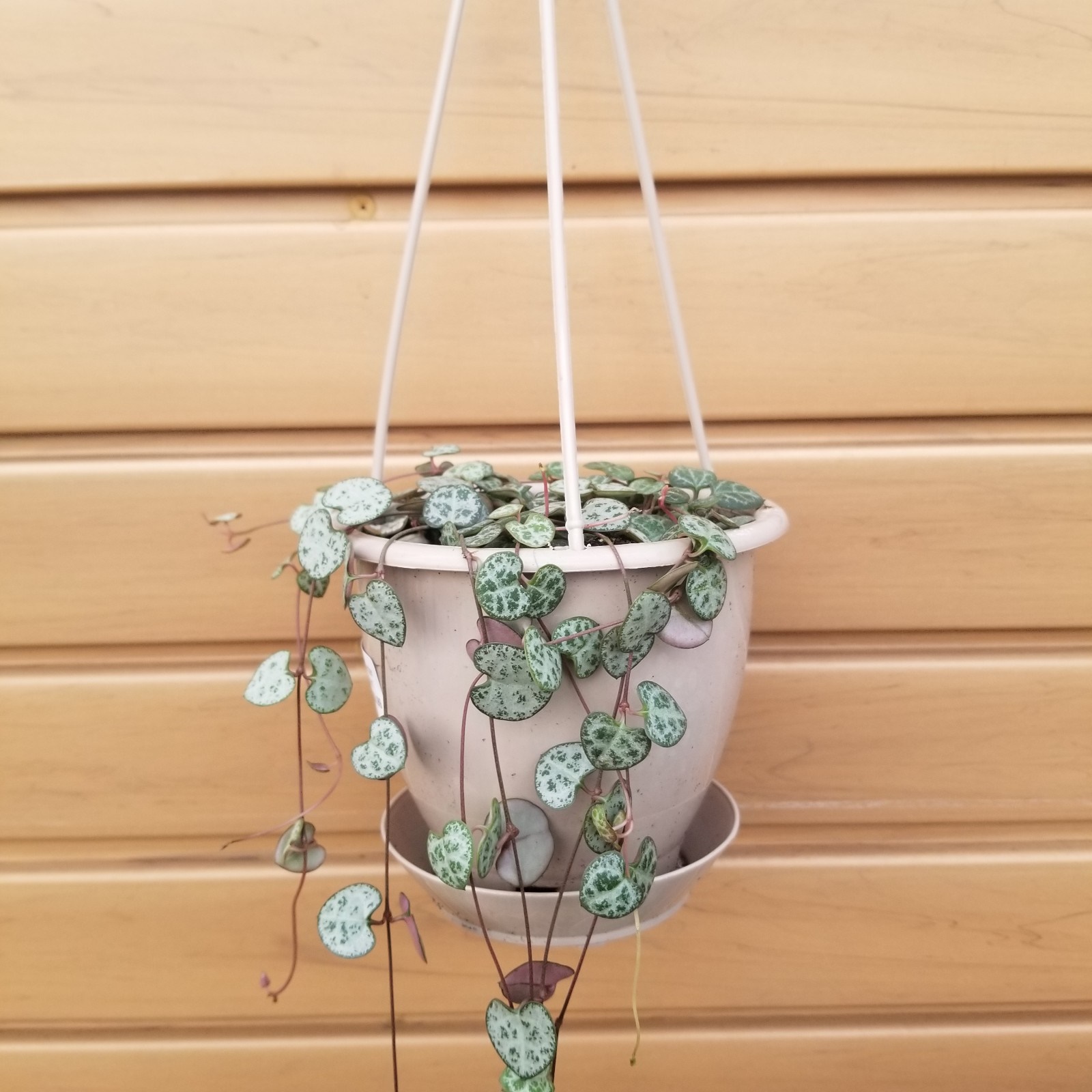 product-66186-1759503675-strhrthb6