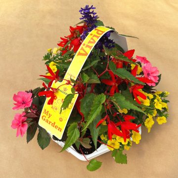 My Garden Combo 'Vivid Sun'- 7 Count Tray