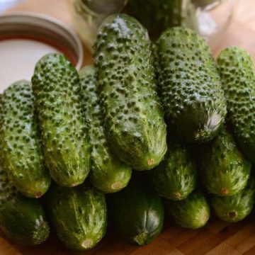 Cucumber 'Gherking' - 3½" pot