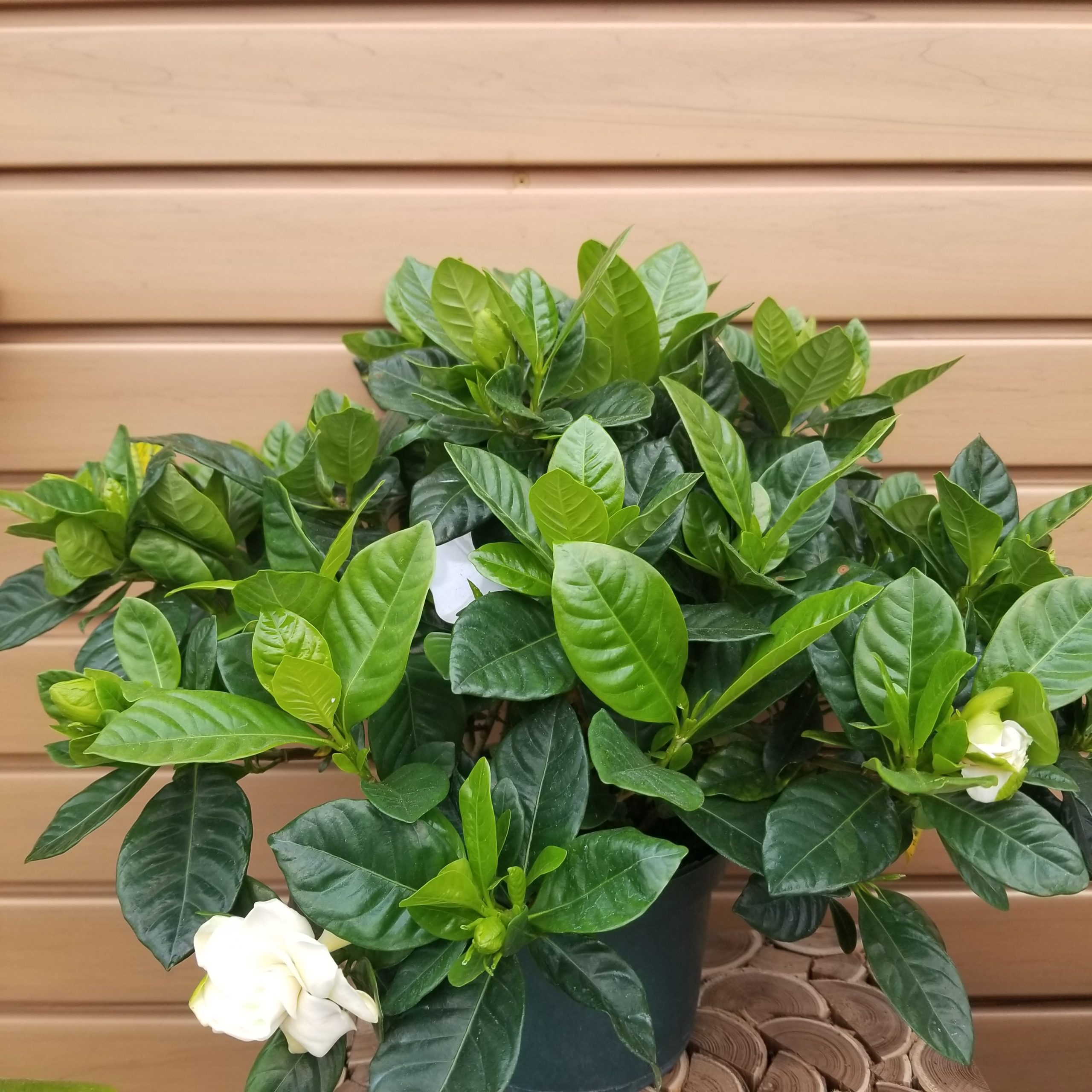 product-66350-1759482770-gard6