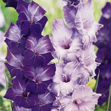 GLADIOLUS 'BLUE MOON MIX' - PACAKGE OF 10 BULBS