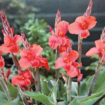 CANNA 'MISS OKLAHOMA' - 2 BULBS