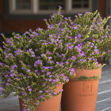 CUPHEA MEXICAN HEATHER, SIZE #1