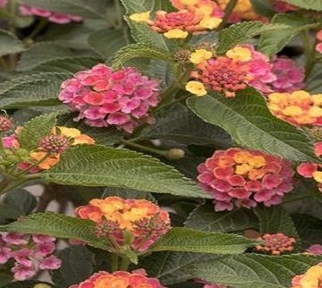 LANTANA 'CONFETTI™', SIZE #1