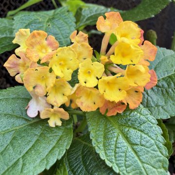 LANTANA 'CONFETTI™', SIZE #1