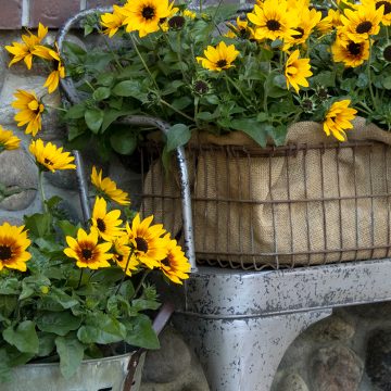 SUNBELIEVABLE™ BROWN EYED GIRL SUNFLOWER, SIZE #1