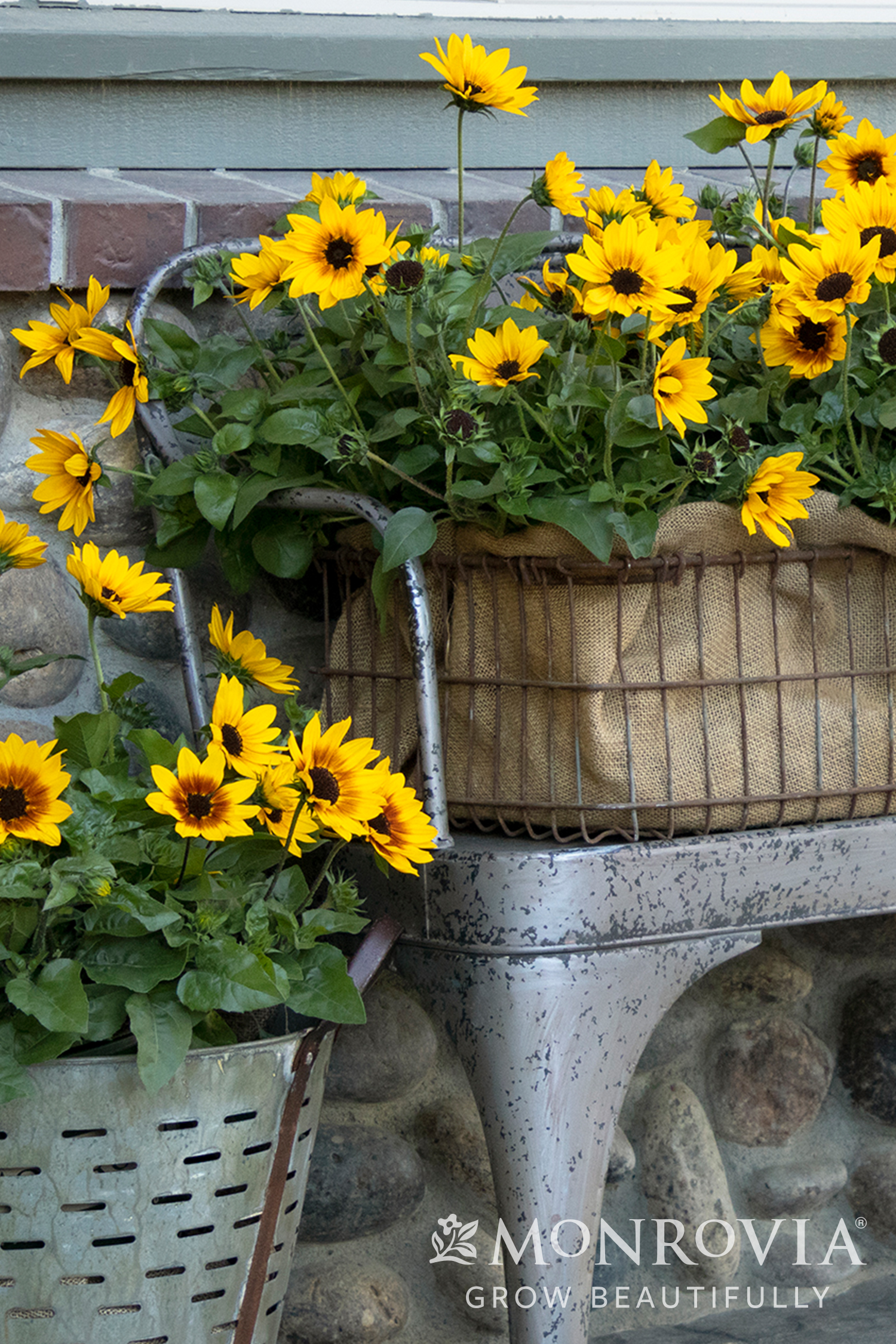 SUNBELIEVABLE™ BROWN EYED GIRL SUNFLOWER, SIZE #1