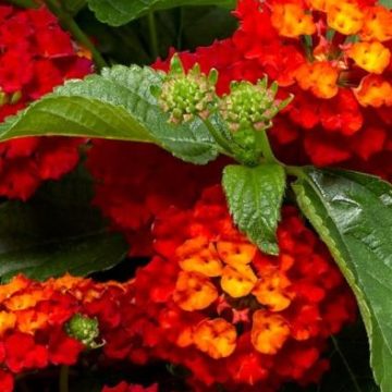 LANTANA 'HOT BLOODED™', SIZE #1