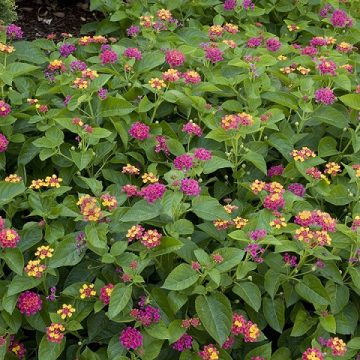 LANTANA TEENIE GENIE®, SIZE #1