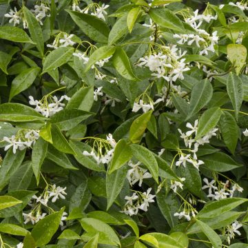 STAR JASMINE, SIZE #2