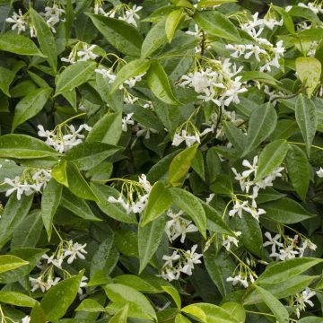 STAR JASMINE, SIZE #5