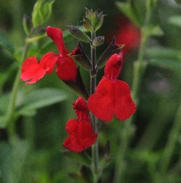 SALVIA 'RADIO RED', SIZE #1