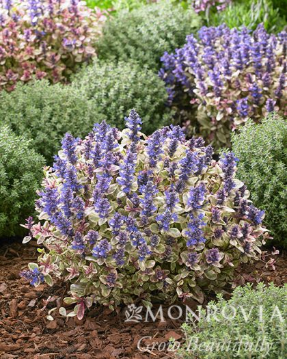 product-67033-1759493115-MO43164UT