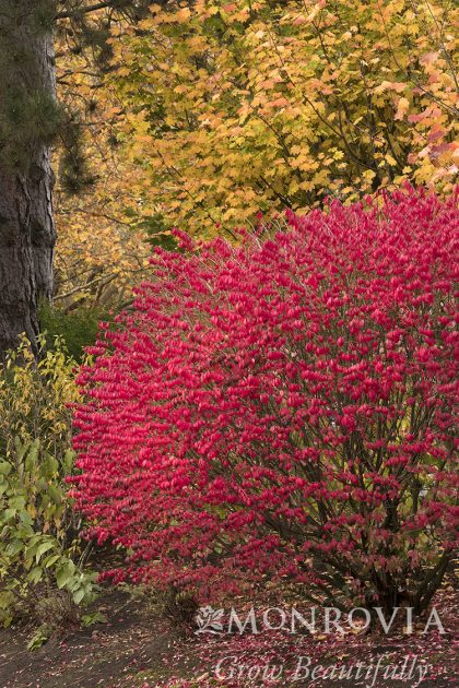 product-67048-1759489099-MO033602