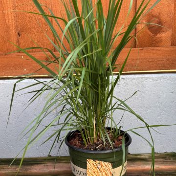 Calamagrostis 'Karl Forester', Size #2