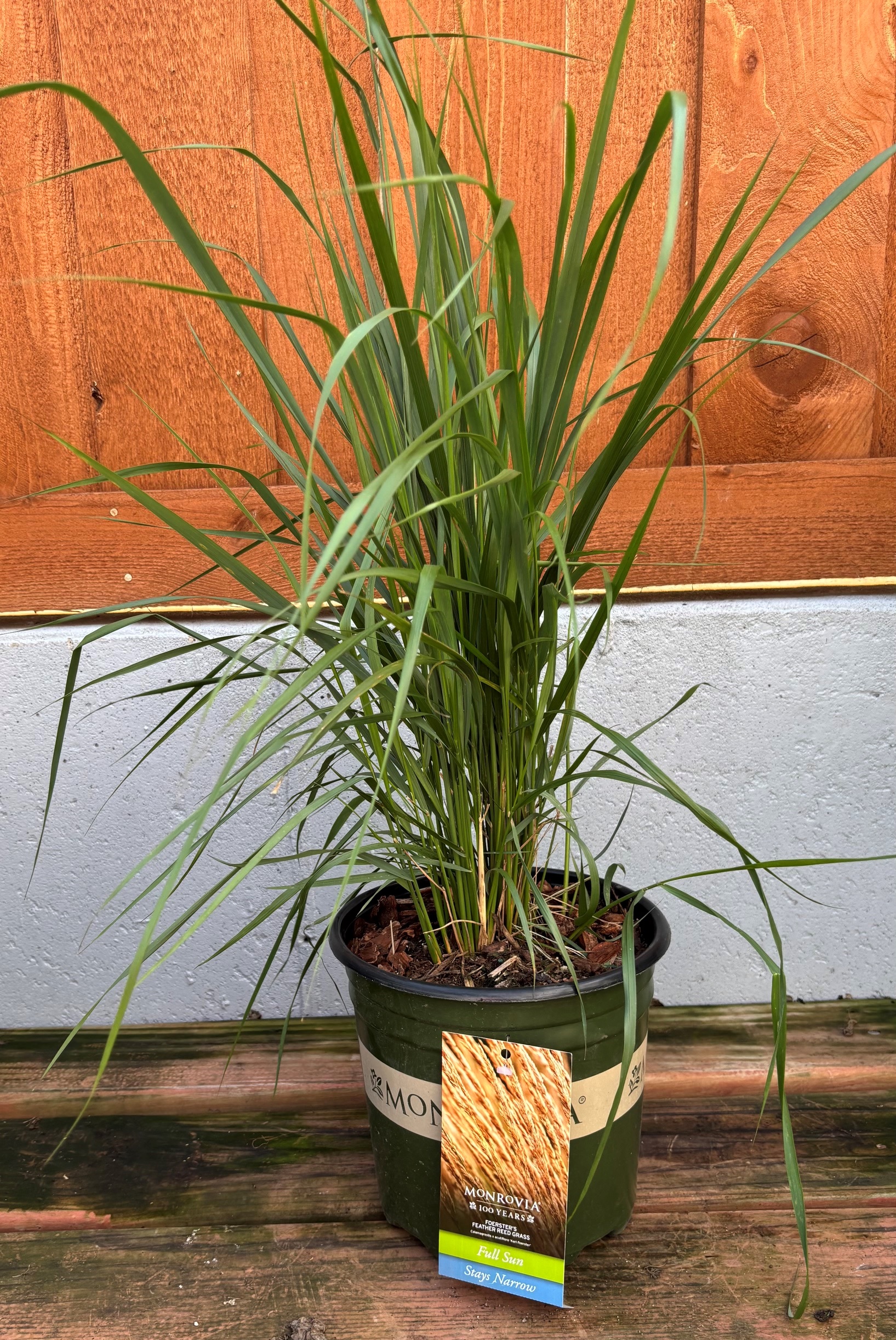 Calamagrostis 'Karl Forester', Size #2
