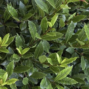 LITTLE RAGU® SWEET BAY, SIZE- QUART