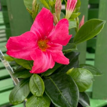 MANDEVILLA 'MADINIA™ CORAL PINK', SIZE- QUART