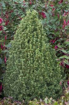 TINY TOWER® DWARF ALBERTA SPRUCE, SIZE #2