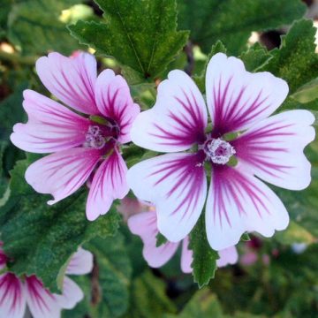 Malva sylvestris 'Zebrina', Size #1