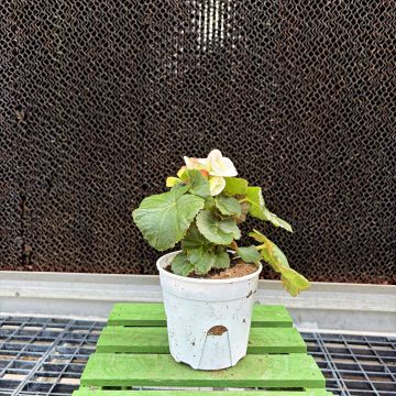 Begonia 'Amstel Clara' - 4 1/3" pot